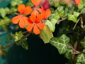 Vlinder er Bij Natuurtuin