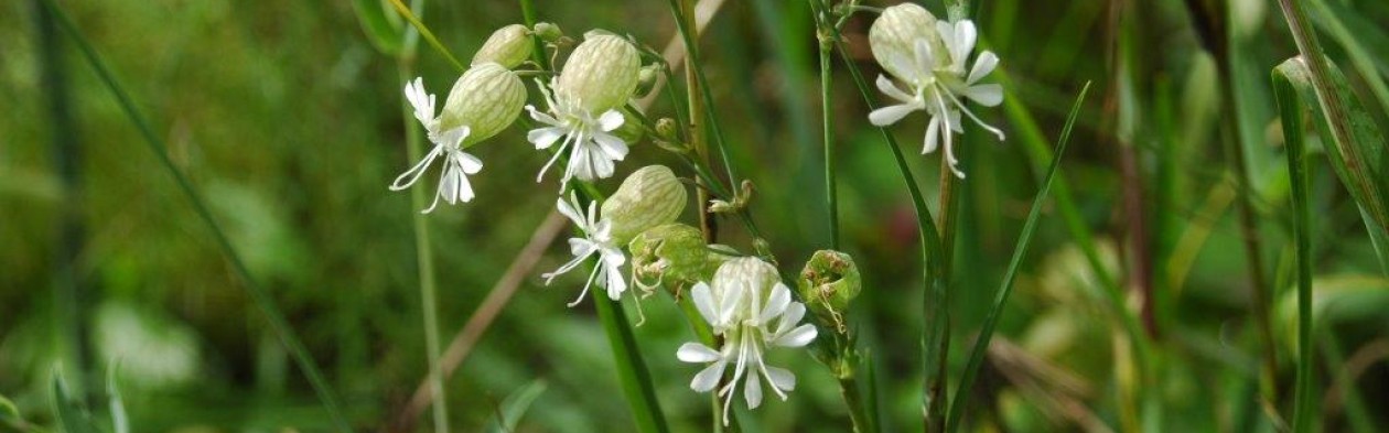 Ecologisch ontwerp, beplantingsadvies en hoveniersbedrijf: Vlinder er Bij Natuurtuin