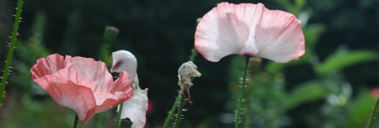 Ecologisch ontwerp, beplantingsadvies en hoveniersbedrijf: Vlinder er Bij Natuurtuin
