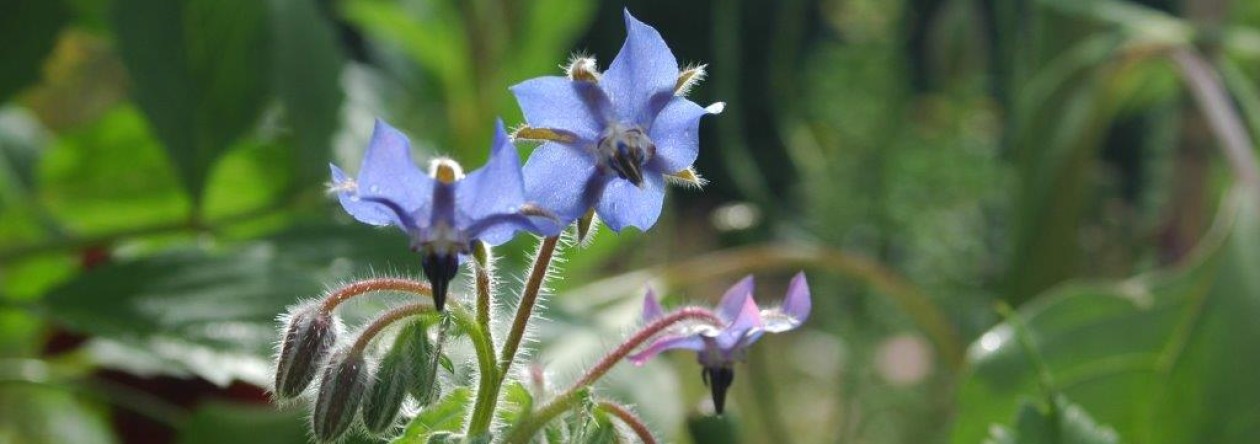 Ecologisch ontwerp, beplantingsadvies en hoveniersbedrijf: Vlinder er Bij Natuurtuin