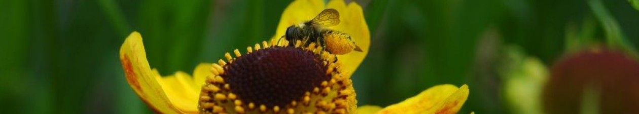Ecologisch ontwerp, beplantingsadvies en hoveniersbedrijf: Vlinder er Bij Natuurtuin
