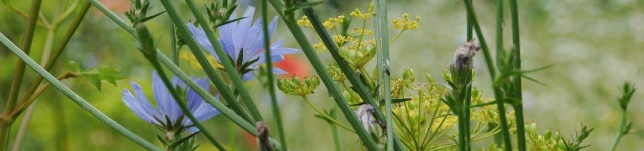 Ecologisch ontwerp, beplantingsadvies en hoveniersbedrijf: Vlinder er Bij Natuurtuin