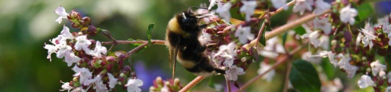 Ecologisch ontwerp, beplantingsadvies en hoveniersbedrijf: Vlinder er Bij Natuurtuin