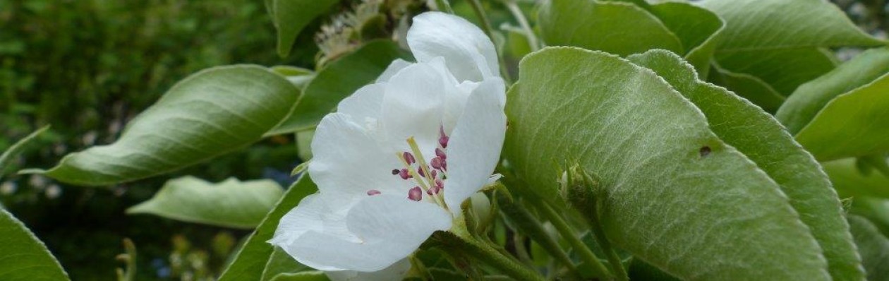 Ecologisch ontwerp, beplantingsadvies en hoveniersbedrijf: Vlinder er Bij Natuurtuin