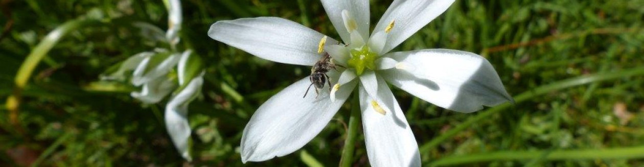 Ecologisch ontwerp, beplantingsadvies en hoveniersbedrijf: Vlinder er Bij Natuurtuin