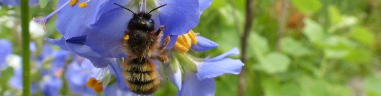 Ecologisch ontwerp, beplantingsadvies en hoveniersbedrijf: Vlinder er Bij Natuurtuin