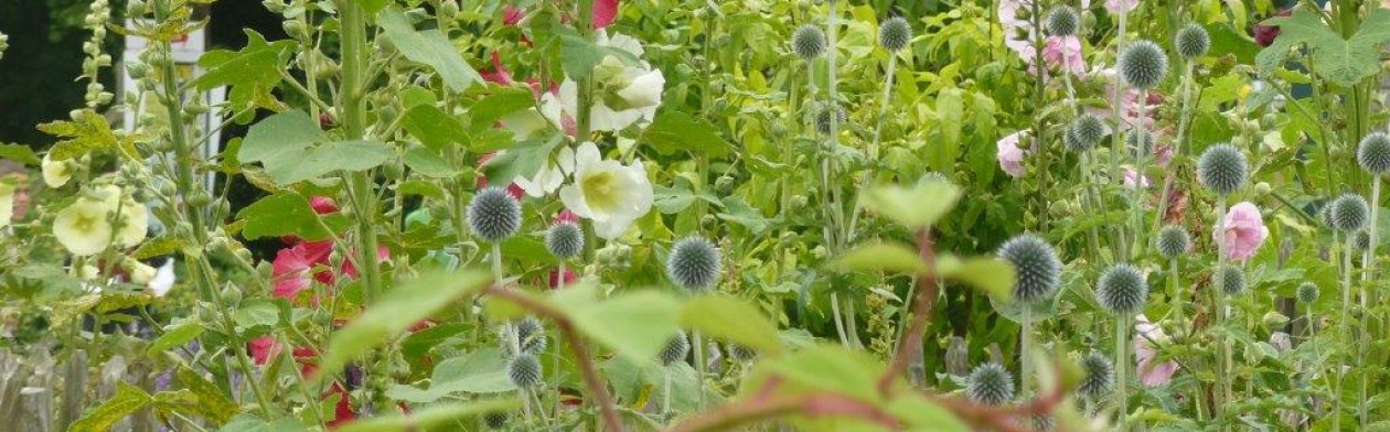 Ecologisch ontwerp, beplantingsadvies en hoveniersbedrijf: Vlinder er Bij Natuurtuin