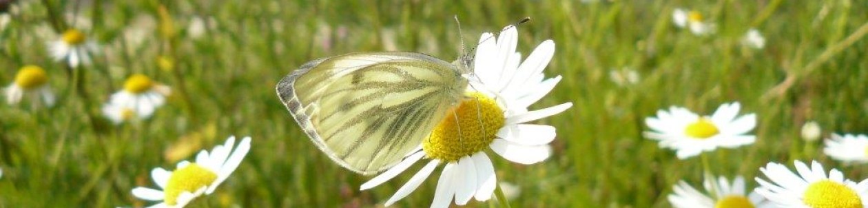 Ecologisch ontwerp, beplantingsadvies en hoveniersbedrijf: Vlinder er Bij Natuurtuin