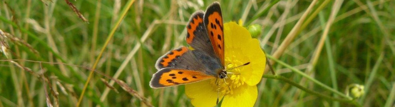 Ecologisch ontwerp, beplantingsadvies en hoveniersbedrijf: Vlinder er Bij Natuurtuin