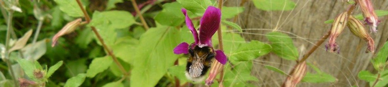 Ecologisch ontwerp, beplantingsadvies en hoveniersbedrijf: Vlinder er Bij Natuurtuin