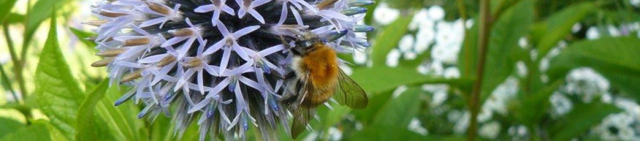 Ecologisch ontwerp, beplantingsadvies en hoveniersbedrijf: Vlinder er Bij Natuurtuin