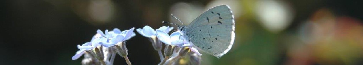 Ecologisch ontwerp, beplantingsadvies en hoveniersbedrijf: Vlinder er Bij Natuurtuin