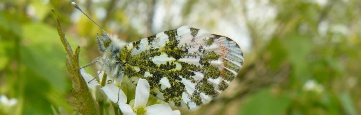 Ecologisch ontwerp, beplantingsadvies en hoveniersbedrijf: Vlinder er Bij Natuurtuin